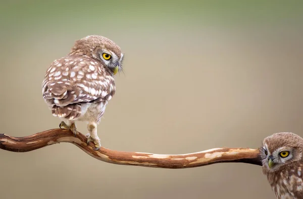 Liten Uggla Färgglada Natur Bakgrund Aten Noctua — Stockfoto