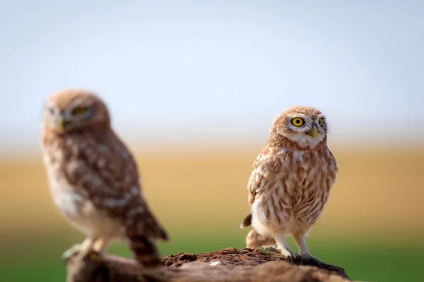 Küçük Baykuşlar Renkli Doğa Geçmişi Athene Noctua — Stok fotoğraf