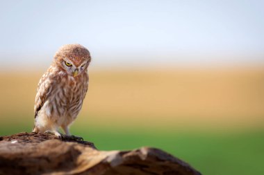 Küçük baykuş. Renkli doğa geçmişi. Athene noctua.  