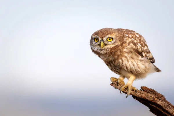 Pequeño Búho Fondo Colorido Naturaleza Atenea Noctua — Foto de Stock