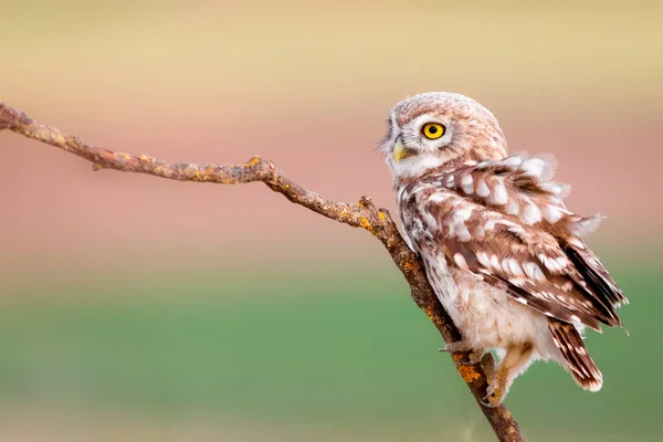 Pequeño Búho Fondo Colorido Naturaleza Atenea Noctua — Foto de Stock