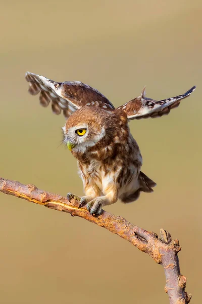 Little Owl Colorful Nature Background Athene Noctua — Stock Photo, Image