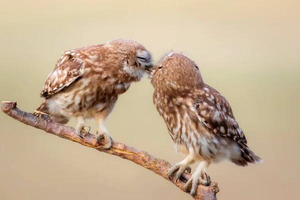 Petits Hiboux Fond Naturel Coloré Athene Noctua — Photo