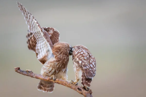 Petits Hiboux Fond Naturel Coloré Athene Noctua — Photo