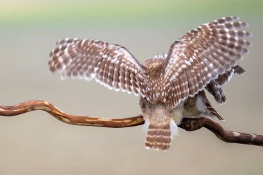 Savaşan kuşlar. Küçük baykuşlar. Renkli doğa geçmişi. Athene noctua.  