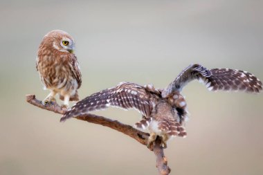 Savaşan kuşlar. Küçük baykuşlar. Renkli doğa geçmişi. Athene noctua.  