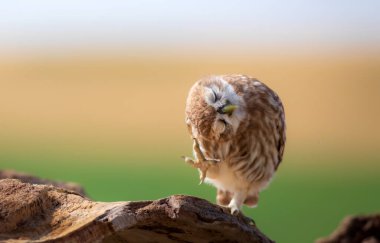 Küçük baykuş. Renkli doğa geçmişi. Athene noctua.  