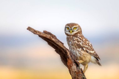 Küçük baykuş. Renkli doğa geçmişi. Athene noctua.  
