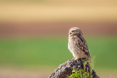 Küçük baykuş. Renkli doğa geçmişi. Athene noctua.  