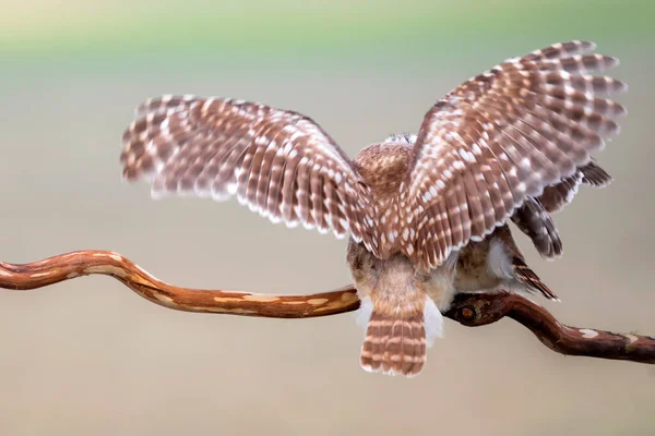 새들이 날아다니고 올빼미들 자연의 Athene Noctua — 스톡 사진