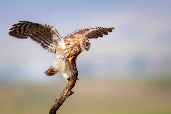 Petite Chouette Fond Naturel Coloré Athene Noctua — Photo