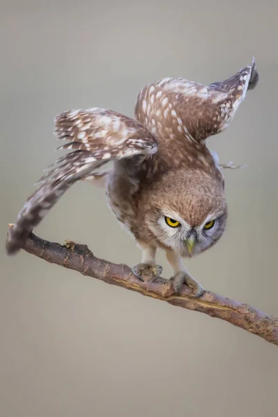 Liten Uggla Färgglada Natur Bakgrund Aten Noctua — Stockfoto