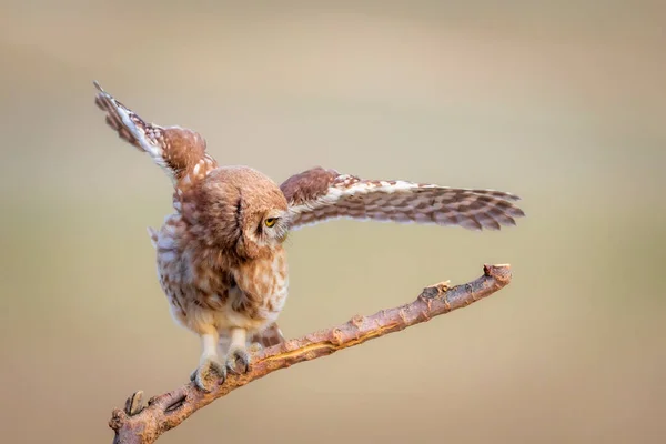 小さなフクロウ カラフルな自然背景 アテネ ノクトゥア — ストック写真