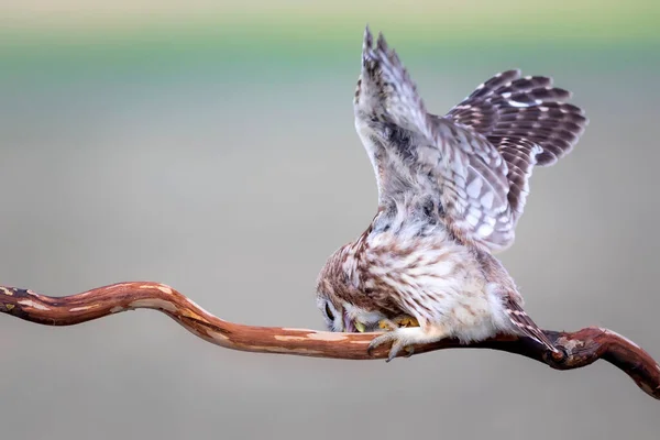 Petite Chouette Fond Naturel Coloré Athene Noctua — Photo