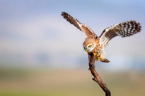 올빼미 자연의 Athene Noctua — 스톡 사진