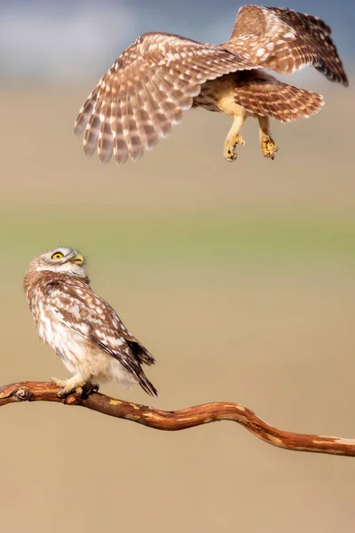 Luchando Contra Pájaros Pequeños Búhos Fondo Colorido Naturaleza Atenea Noctua —  Fotos de Stock