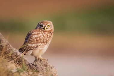 Küçük baykuş. Renkli doğa geçmişi. Athene noctua.  