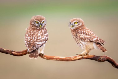 Küçük baykuşlar. Renkli doğa geçmişi. Athene noctua.  