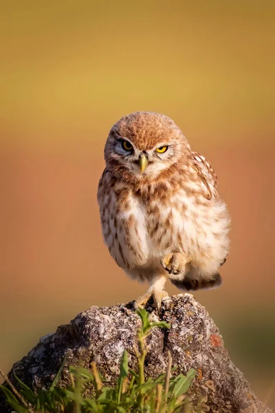 Little Owl Colorful Nature Background Athene Noctua — Stock Photo, Image