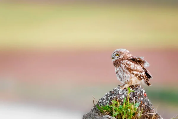 Little Owl Colorful Nature Background Athene Noctua — Stock Photo, Image