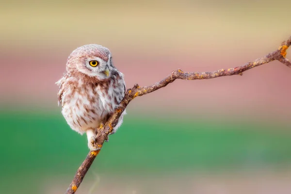 Piccolo Gufo Sfondo Colorato Natura Athene Noctua — Foto Stock