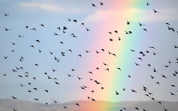 Uccelli Volanti Arcobaleno Cielo Blu Sfondo — Foto Stock