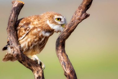 Küçük baykuş. Renkli doğa geçmişi. Athene noctua.  