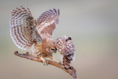 Sevimli küçük baykuşlar. Renkli doğa geçmişi. Athene noctua.  