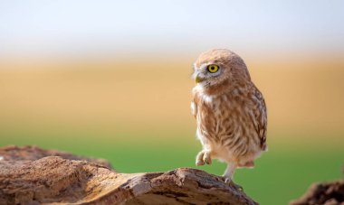 Küçük baykuş. Renkli doğa geçmişi. Athene noctua.  