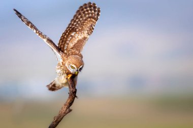 Küçük baykuş. Renkli doğa geçmişi. Athene noctua.  