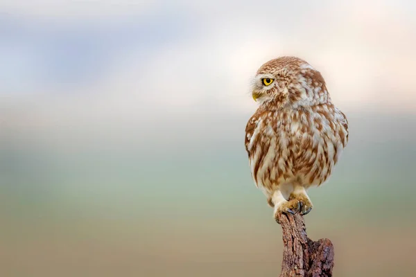 小猫头鹰色彩斑斓的自然背景 雅典娜虚幻A — 图库照片