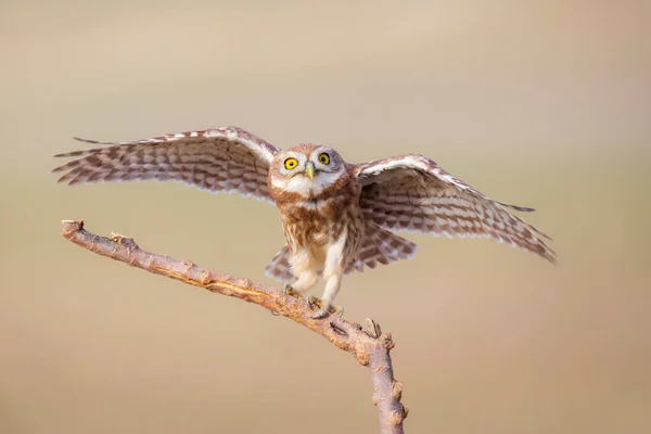 Kleine Uil Kleurrijke Natuur Achtergrond Athene Noctua — Stockfoto