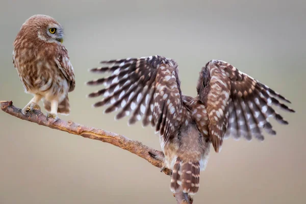 새들이 날아다니고 올빼미들 자연의 Athene Noctua — 스톡 사진