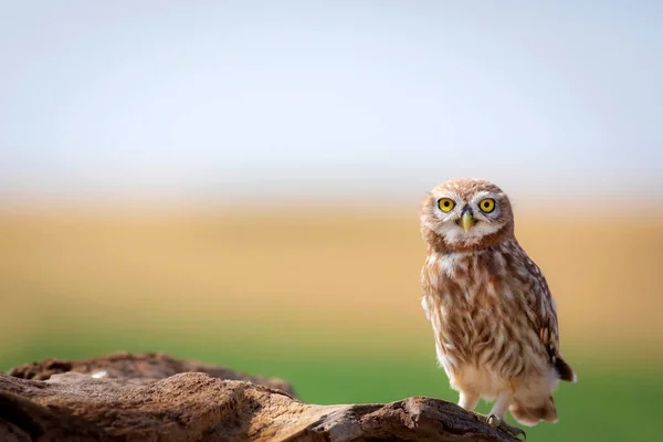 Petite Chouette Fond Naturel Coloré Athene Noctua — Photo