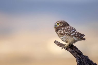 Küçük baykuş. Renkli doğa geçmişi. Athene noctua.  