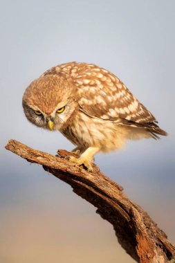 Küçük baykuş. Renkli doğa geçmişi. Athene noctua.  