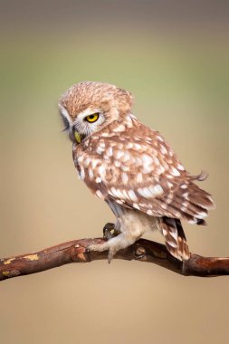 Küçük baykuş. Renkli doğa geçmişi. Athene noctua.  