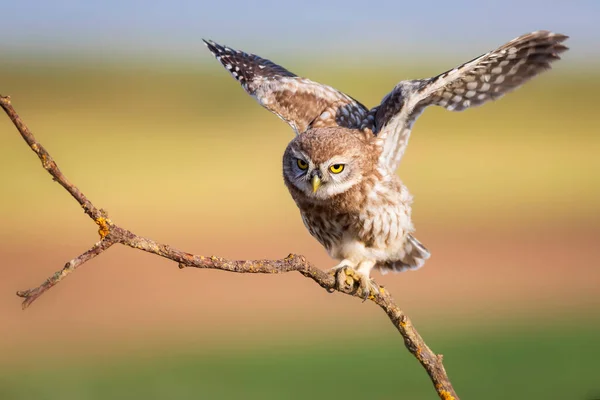 Pequena Coruja Fundo Natureza Colorida Athene Noctua — Fotografia de Stock