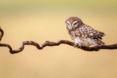 Küçük baykuş. Renkli doğa geçmişi. Athene noctua.  