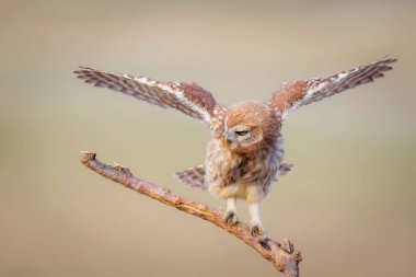 Küçük baykuş. Renkli doğa geçmişi. Athene noctua.  