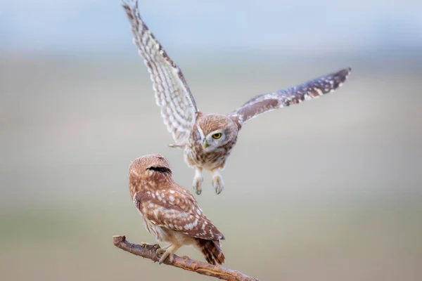 Fghting Birds Little Owls Colorful Nature Background Athene Noctua — Stock Photo, Image