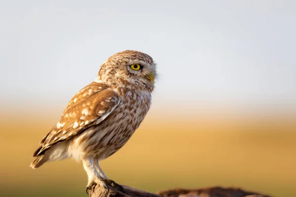 Pequena Coruja Fundo Natureza Colorida Athene Noctua — Fotografia de Stock