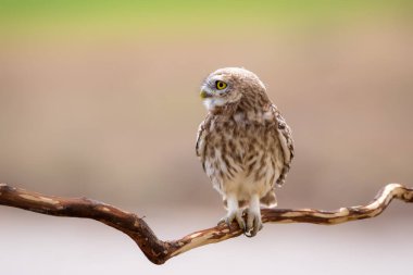 Baykuş. Renkli doğa geçmişi. Küçük baykuş. Athene noctua.  