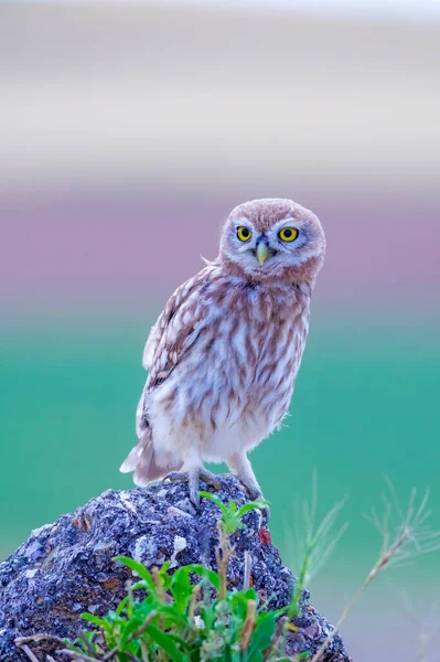 Owl Colorful Nature Background Bird Little Owl Athene Noctua — Stock Photo, Image