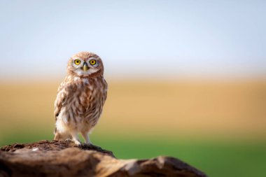 Baykuş. Renkli doğa geçmişi. Küçük baykuş. Athene noctua.  