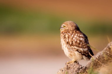 Baykuş. Renkli doğa geçmişi. Küçük baykuş. Athene noctua.  