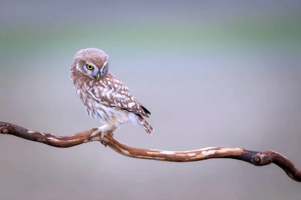 Сова Барвистий Фон Природи Птах Маленька Сова Афінського — стокове фото