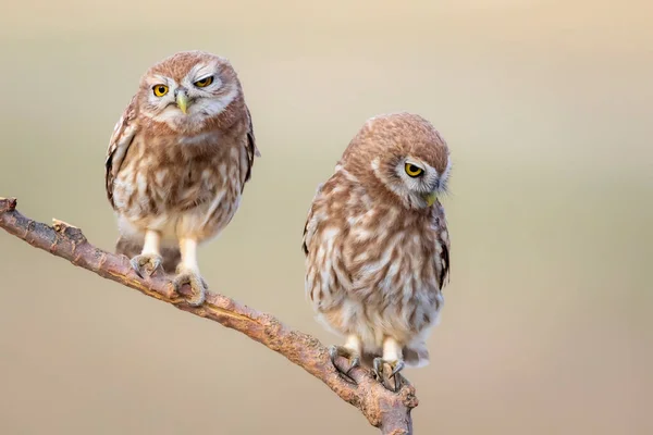 Little Owls Colorful Nature Background Athene Noctua — Stock Photo, Image