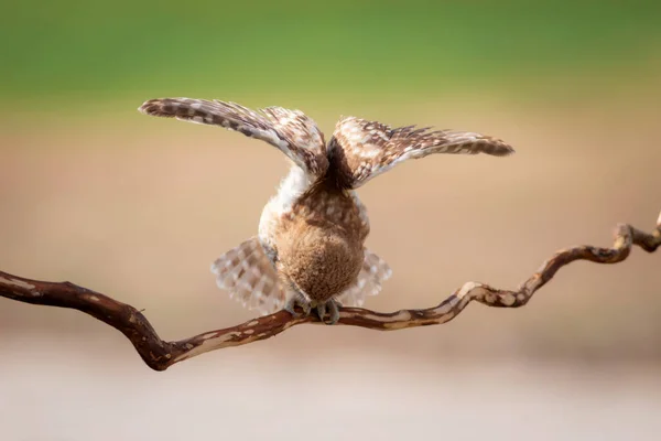 Steinkauz Bunte Natur Hintergrund Athener Abendsegler — Stockfoto