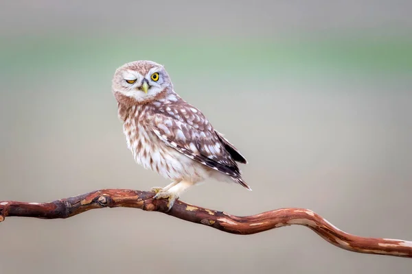 Coruja Fundo Natureza Colorida Pequena Coruja Athene Noctua — Fotografia de Stock